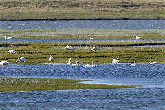 Tundra Swan